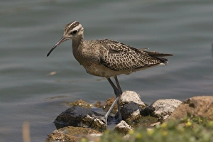 Little Curlew / Little Whimbrel - this bird spent 48 hours walking and wading around the edge of a small sewage pond Little Curlew / Little Whimbrel - this bird spent 48 hours walking and wading around the edge of a small sewage pond