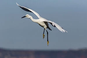 Ciconiiformes Gallery: Little Egret - flying - Asturias, Spain