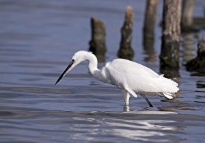 Little Egret - walking through shallow water looking for food - November Little Egret - walking through shallow water looking for food - November