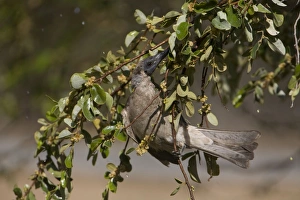 Little Friarbird - bathing among wet leaves Little Friarbird - bathing among wet leaves