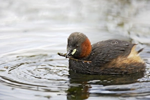 Little Grebe - catching caddis fly larvae Little Grebe - catching caddis fly larvae