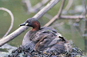 Little Grebe - on nest with chick Little Grebe - on nest with chick