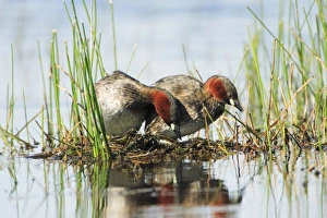 Little Grebe - pair on nesting platform Little Grebe - pair on nesting platform