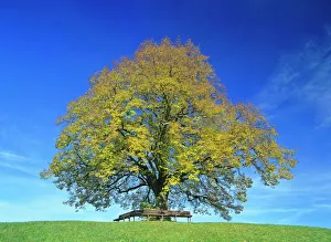 Little-leaf linden / Small-Leaved Lime / Small-leaved Linden single individual in Little-leaf linden / Small-Leaved Lime / Small-leaved Linden single individual in