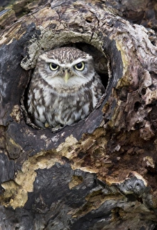 Little Owl - looking out of a hole in an old tree - November Little Owl - looking out of a hole in an old tree - November