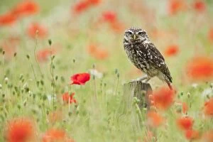 Images Dated 25th June 2011: Little Owl - on post in poppy field - controlled conditions