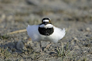 Little Ringed Plover - frontal view, male displaying to female Little Ringed Plover - frontal view, male displaying to female