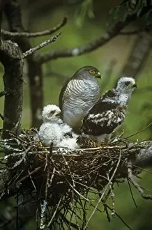 Little Sparrowhawk - with chicks at nest