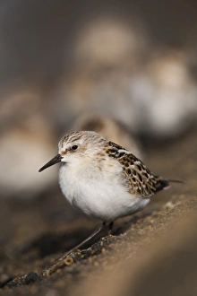 Little Stint - on the shore Little Stint - on the shore
