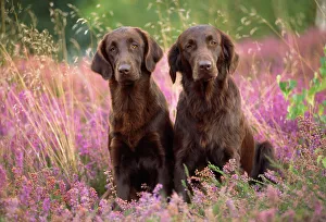 Liver Flat-coated Retriever Dogs Liver Flat-coated Retriever Dogs