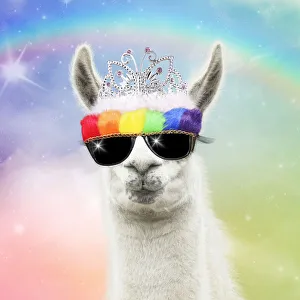 Llama with big eye lashes wearing tiara ad rainbow sunglasses Date: 13-03-2018 Llama with big eye lashes wearing tiara ad rainbow sunglasses Date: 13-03-2018