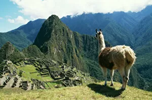 Walls Collection: Llama FG 8898 Photographed at Machu Picchu, Peru. Lama glama © Francois Gohier / ARDEA LONDON