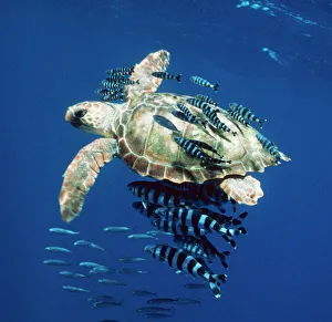 Loggerhead Turtle - Juvenile with pilot fish Loggerhead Turtle - Juvenile with pilot fish