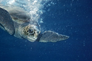 Loggerhead Turtle - Loggerhead turtle surrounded by her own bubbles diving after taking a Loggerhead Turtle - Loggerhead turtle surrounded by her own bubbles diving after taking a