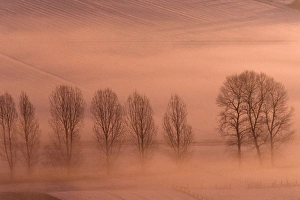 Lombardy Poplar - early morning glow over snow covered fields, with line of trees Lombardy Poplar - early morning glow over snow covered fields, with line of trees