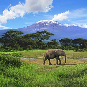 Images Dated 7th March 2012: A lone African elephant (Loxodonta africana)
