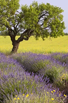 Lone tree in middle of lavender and mustard