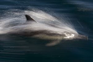 Marine Animals Gallery: Long-beaked Common Dolphins