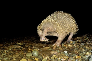 Long-beaked Echidna - Crossing water Long-beaked Echidna - Crossing water