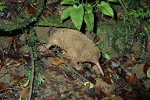 Long-beaked Echidna - foraging Long-beaked Echidna - foraging