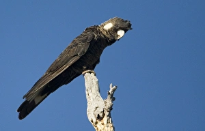 Long-billed Black Cockatoo / Baudins / White-tailed Cockatoo - Perched on branch Long-billed Black Cockatoo / Baudins / White-tailed Cockatoo - Perched on branch