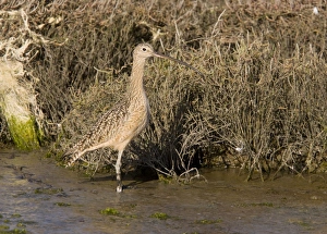 Long-billed Curlew - feeding in saltmarsh and mudflats Long-billed Curlew - feeding in saltmarsh and mudflats