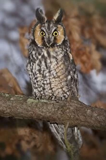 Images Dated 11th February 2004: Long-eared Owl - Long-eared Owl at winter roost