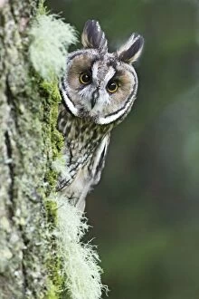 Images Dated 27th August 2009: Long eared Owl - looking around tree