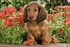 Images Dated 29th June 2000: Long-Haired Dachshund / Teckel Dog / Doxie / Doxies in the US - by flowers