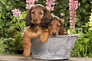 Images Dated 29th June 2000: Long-Haired Dachshund / Teckel Dog / Doxie / Doxies in the US - sitting in old metal tub