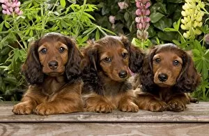 Images Dated 29th June 2000: Long-Haired Dachshund / Teckel Dog / Doxie / Doxies in the US - by flowers