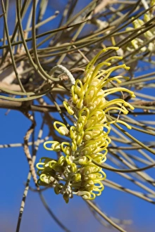 Long-leaf Corkwood - intersting shaped, bright yellow blossom about to open fully Long-leaf Corkwood - intersting shaped, bright yellow blossom about to open fully