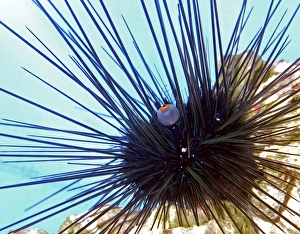 Long Spined Sea Urchin, tropical seas Long Spined Sea Urchin, tropical seas