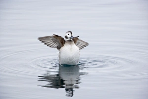 Long Tailed Duck or Oldsquaw - Female Flapping Wings Long Tailed Duck or Oldsquaw - Female Flapping Wings