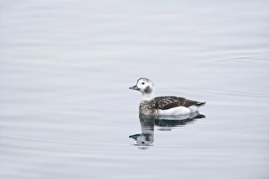 Long Tailed Duck or Oldsquaw - Female in Winter Plumage Long Tailed Duck or Oldsquaw - Female in Winter Plumage