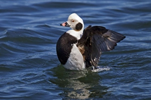 Long-tailed Duck - in water stretching wings Long-tailed Duck - in water stretching wings
