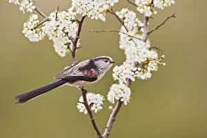 Images Dated 27th March 2011: Long - tailed Tit - on Blackthorn