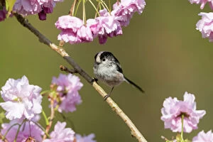 Avian Gallery: Long Tailed Tit - on Cherry Blossom - Cornwall - UK
