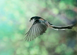 Long Tailed Tit - in flight, wings outstretched