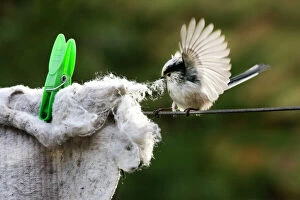 Images Dated 25th March 2010: Long-tailed Tit - making nest with floor cloth stolen from washing line
