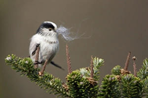 Long-Tailed Tit - With sheeps wool in bill as nest building material. Spring Long-Tailed Tit - With sheeps wool in bill as nest building material. Spring