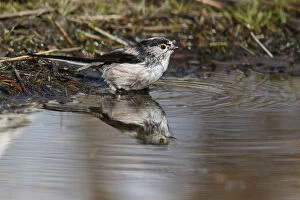 Caudatus Gallery: Long-Tailed Tit - taking a bath - Castile and Leon, Spain