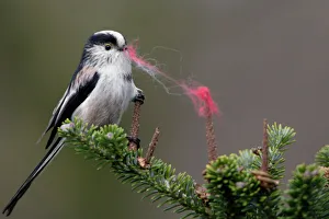 Long-Tailed Tit - With wool in bill as nest building material. Spring. Western race Long-Tailed Tit - With wool in bill as nest building material. Spring. Western race