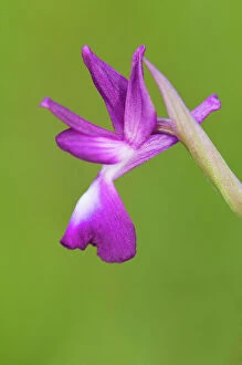 Orchids Gallery: Loose flowered Orchid  single flower
