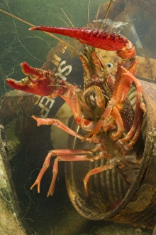 Lousiana Crayfish - emerging from old drum underwater - visible difference in size with Lousiana Crayfish - emerging from old drum underwater - visible difference in size with