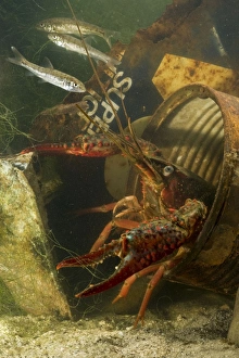 Lousiana Crayfish - in old drum underwater - with Fish (Barbus tiberinus) Lousiana Crayfish - in old drum underwater - with Fish (Barbus tiberinus)