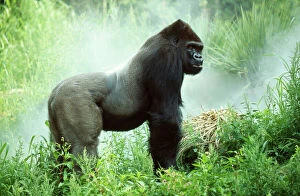 Size Collection: Lowland Gorilla