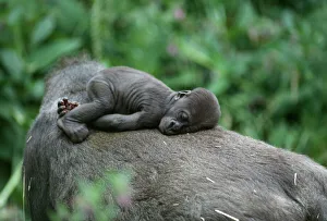 Lowland Gorilla - baby on mothers back Lowland Gorilla - baby on mothers back