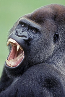 Lowland Gorilla - Male with mouth open Lowland Gorilla - Male with mouth open