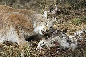 Images Dated 7th May 2007: lynx boreal avec lievre variable Eurasian lynx Lynx lynx